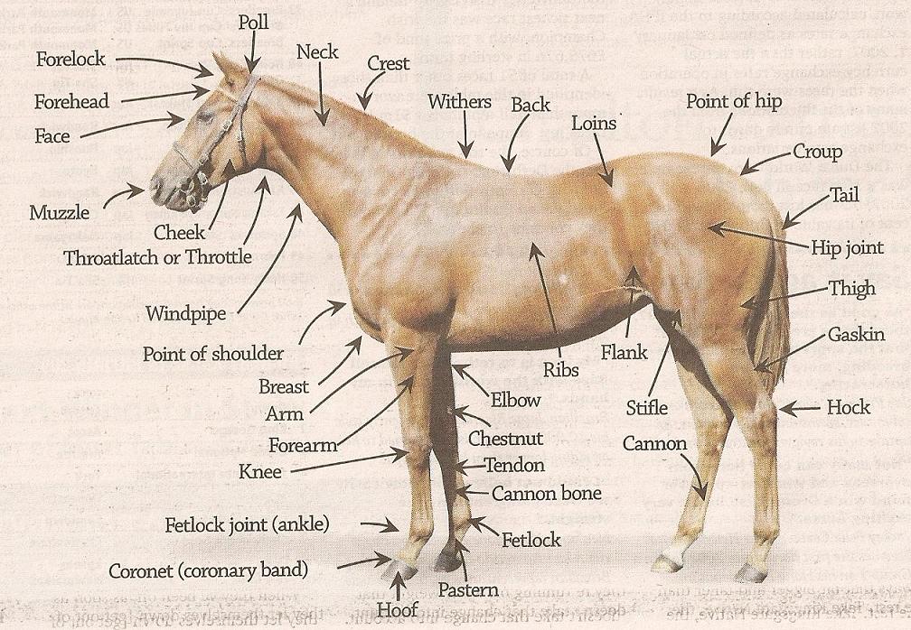 Horse Conformation 80 x 80