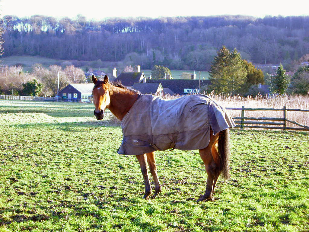 Pinny Sid 291207 enhanced Pinny Sid 291207 enhanced